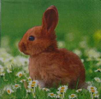 Kr�l��ek 33x33