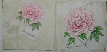 Magnolie 33x33