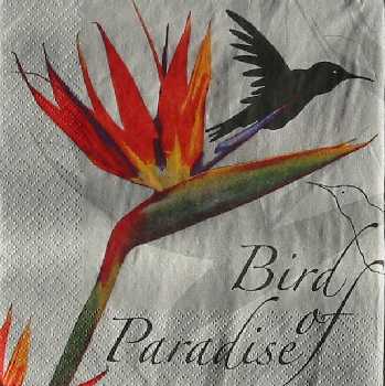Bird Of Paradise 33x33