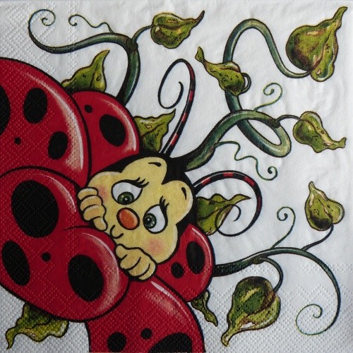 Beru�ka kuk 33x33