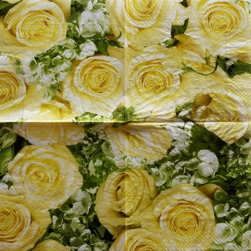 Dream of Cream Roses 33x33