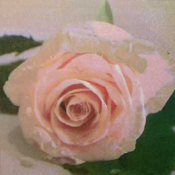 Classics Rose 33x33
