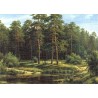 Reprodukce obrazu 18x13 - Tmavý les
