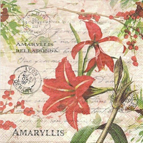 Červený Amaryllis 33x33