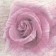 Růžová růže na písmu 33x33