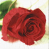 Červená růže 33x33