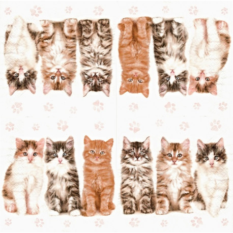Koťátka 33x33