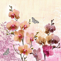 Orchid Orient 33x33
