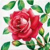 Velká růže 33x33