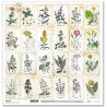 Herbář 2, kartičky s bylinkami - scrap.papír 31x32cm (ITD)