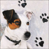 Jack Russel 33x33