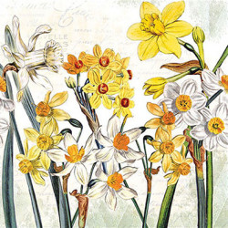 Narcisy 33x33