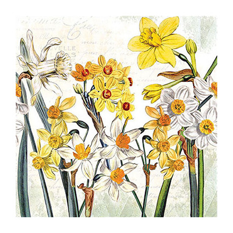 Narcisy 33x33