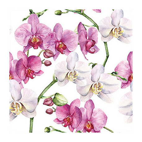 Orchideje 33x33