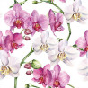 Orchideje 33x33