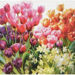 Tulipány a narcisy 33x33