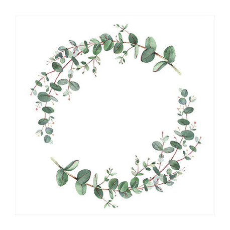 Eukalyptus, obloučky 33x33