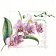 Orchidej růžová 33x33