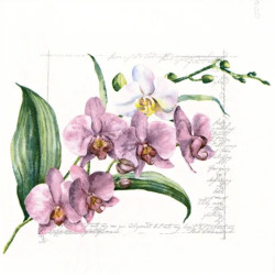 Orchidej růžová 33x33