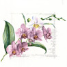 Orchidej růžová 33x33