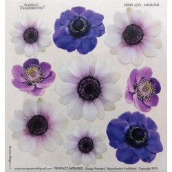 Sospeso folie 24x24 - anemonky