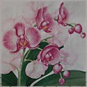 Lilie, orchideje a ibišky