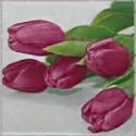 Magnolie a tulipány